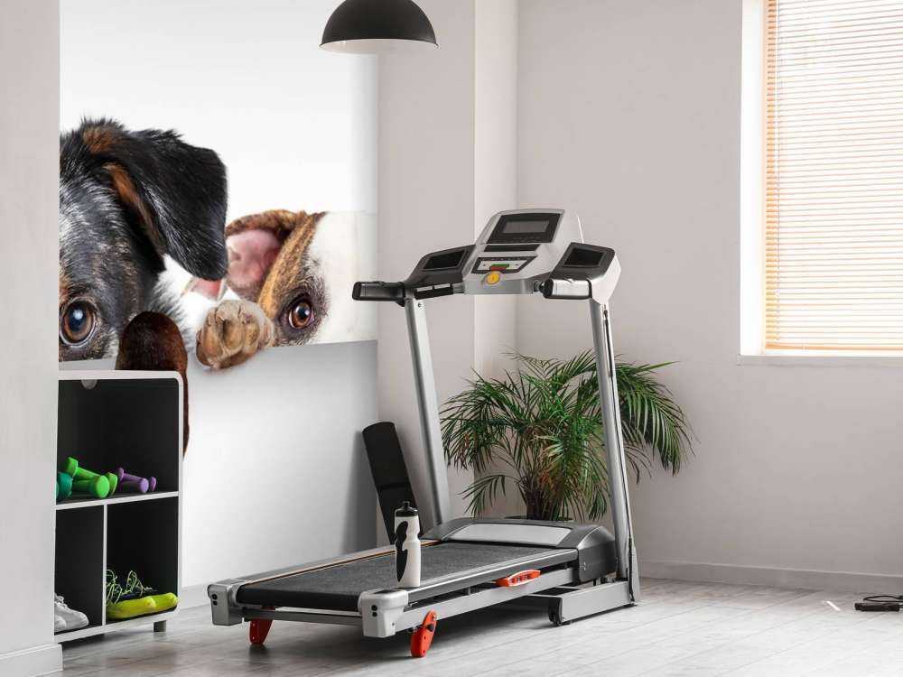 Chiens d'observation