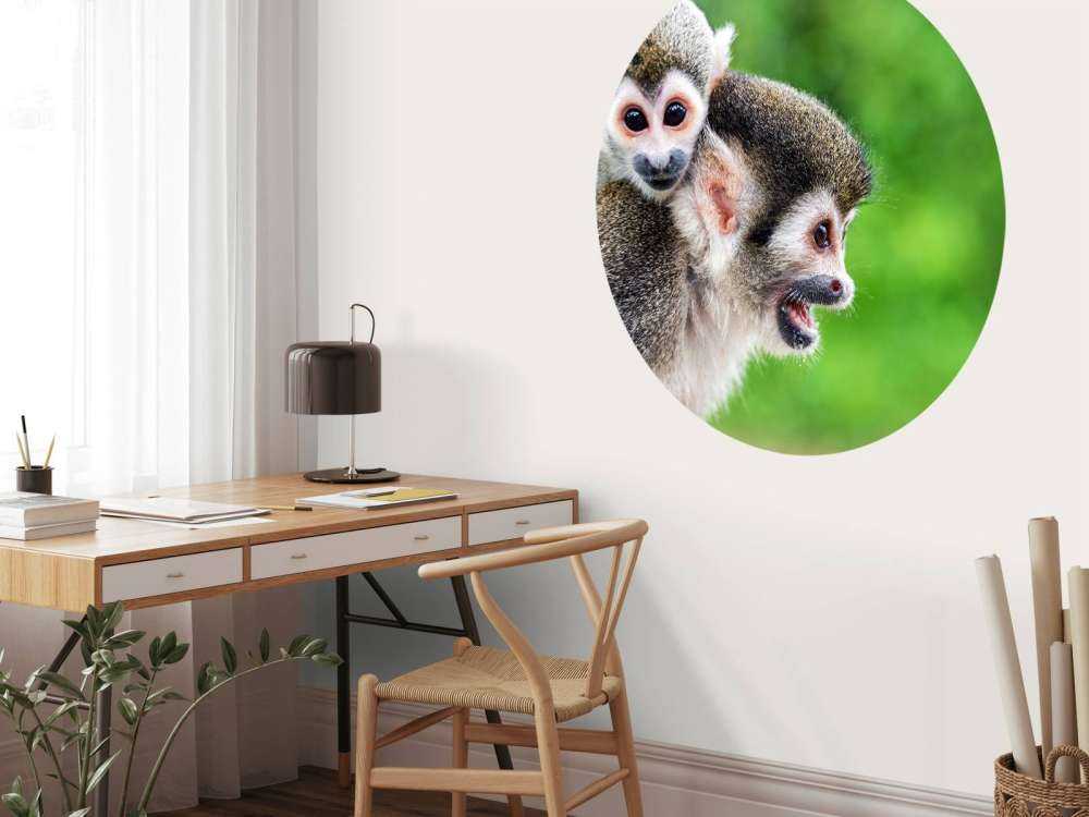 Singes écureuils