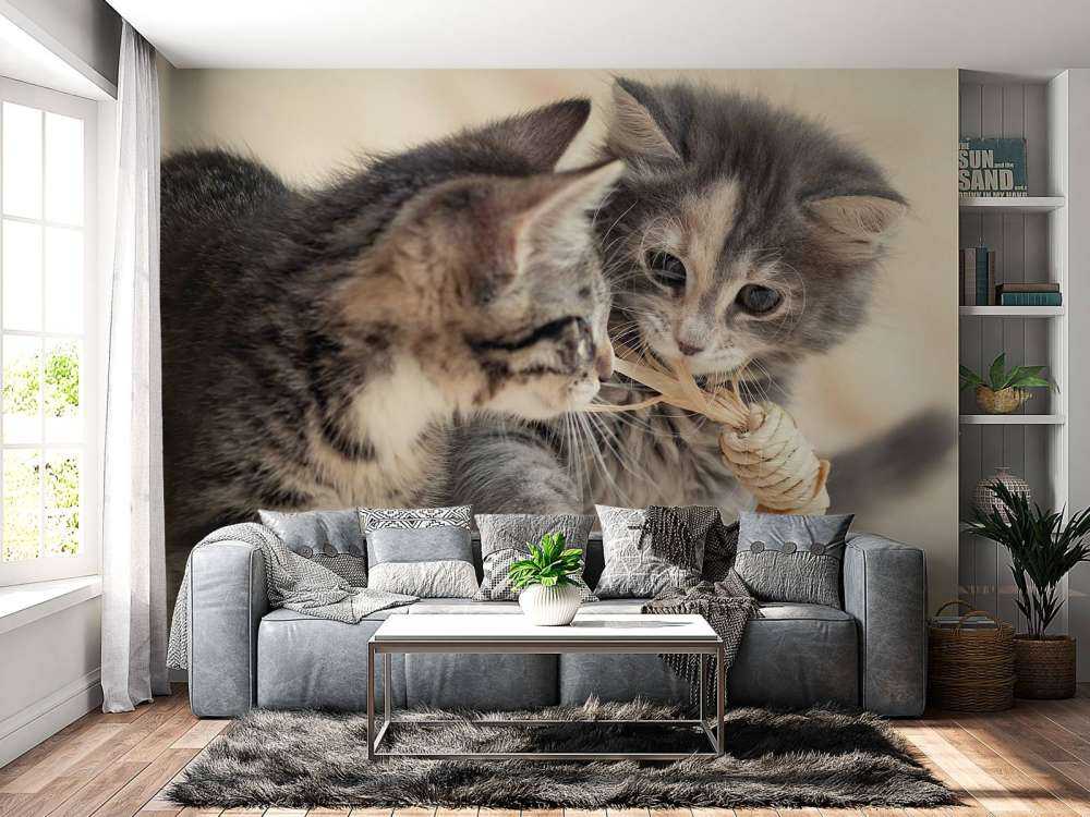 Jouer aux chatons