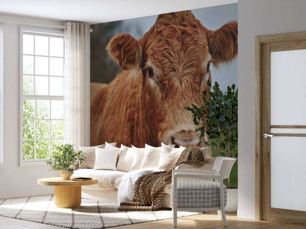 Portrait d'une vache