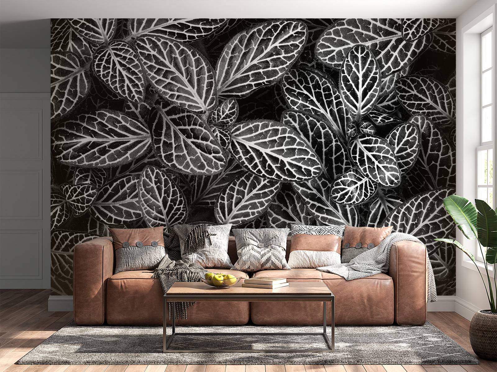 Fittonia