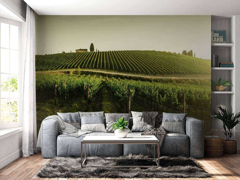 vignoble toscan