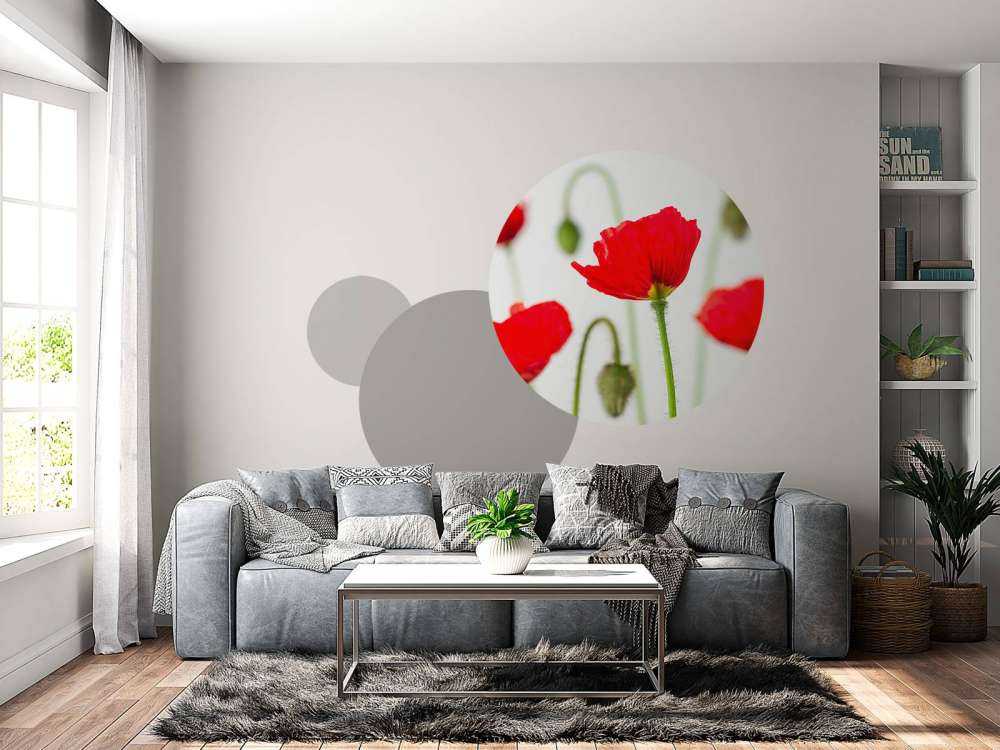 Coquelicots en gros plan