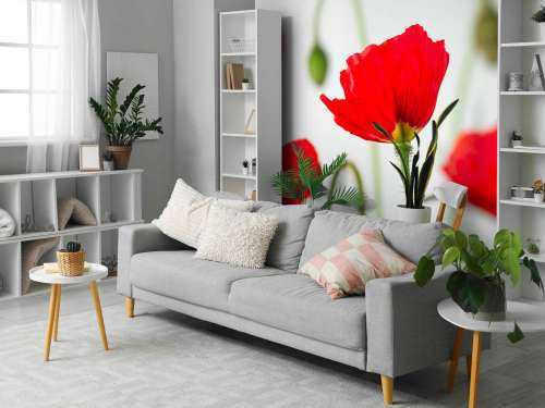 Coquelicots en gros plan