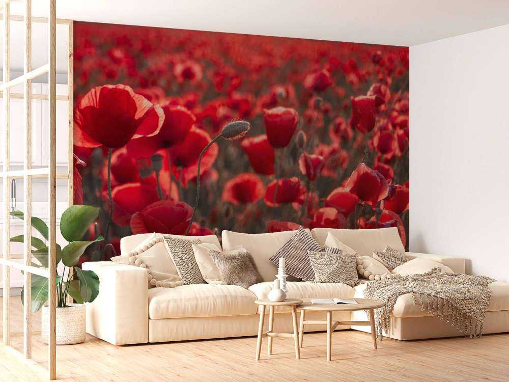 Des coquelicots dans un style sombre
