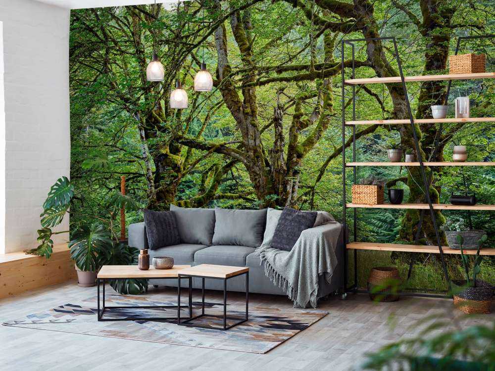 Vieux arbres