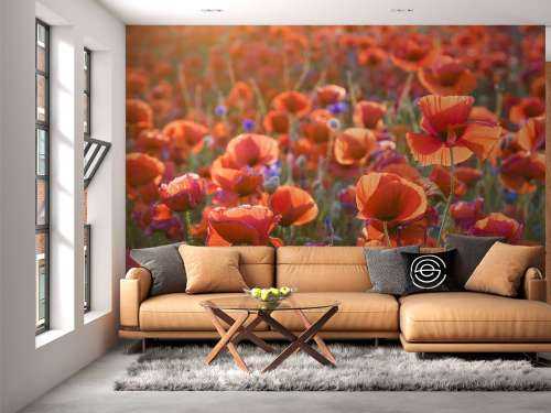 Des coquelicots dans la lumière du soir