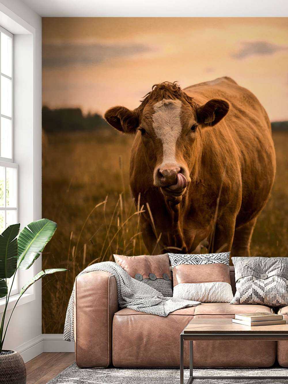 Vache avec la langue dans le nez