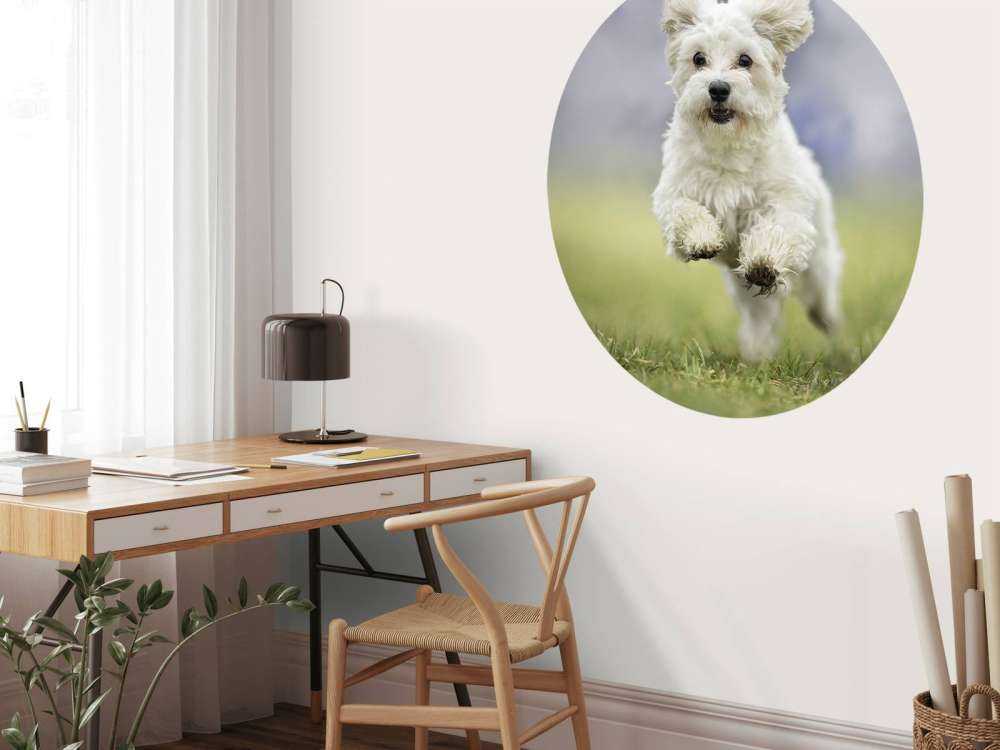 Chien courant