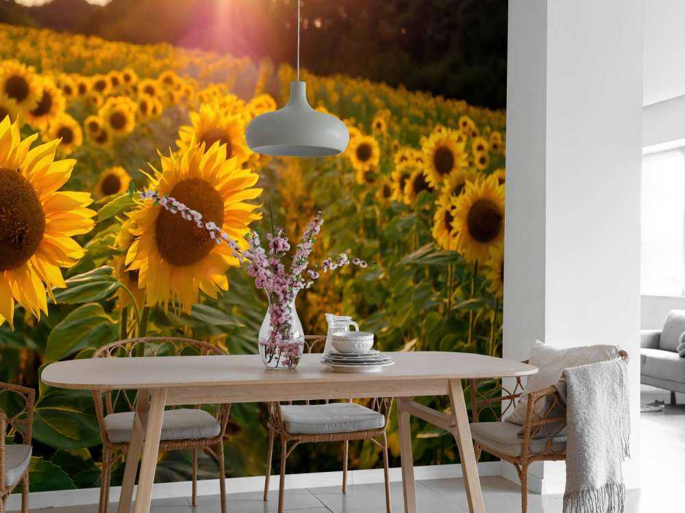 Ferme de tournesols
