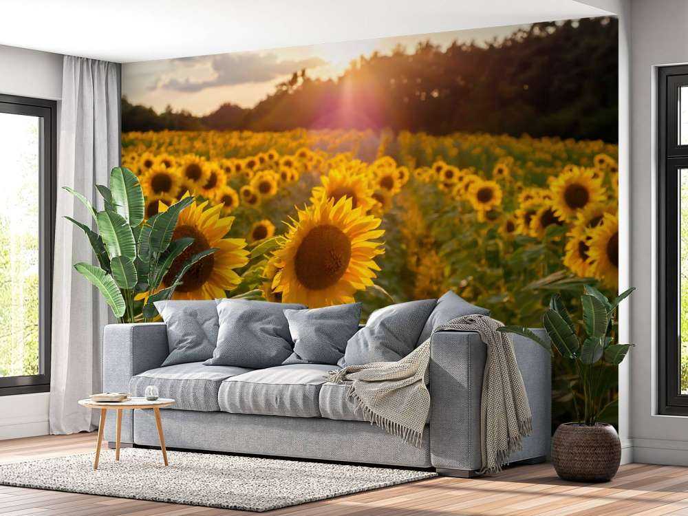 Ferme de tournesols