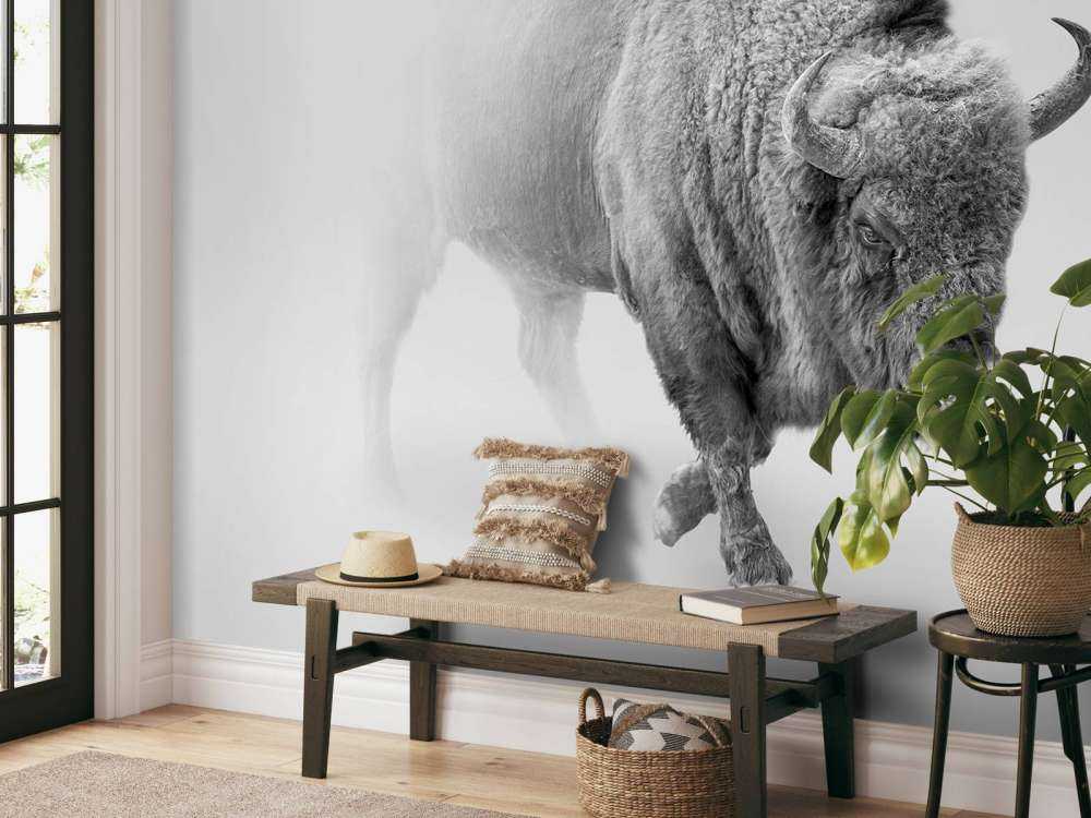 Bison noir et blanc