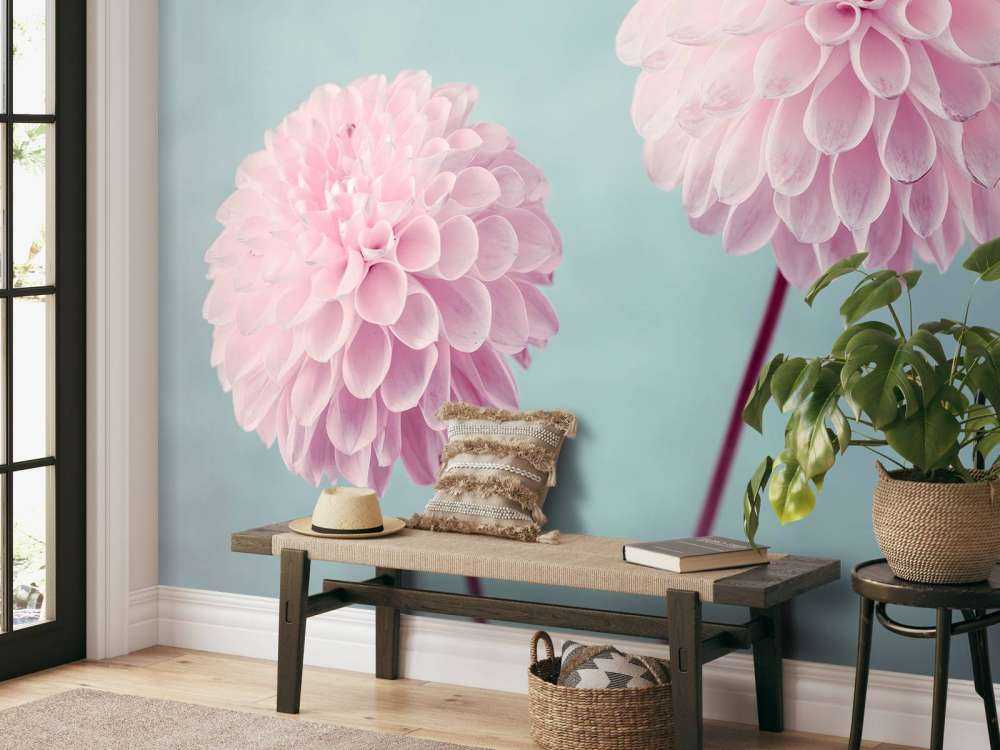 Deux fleurs de Dahlia