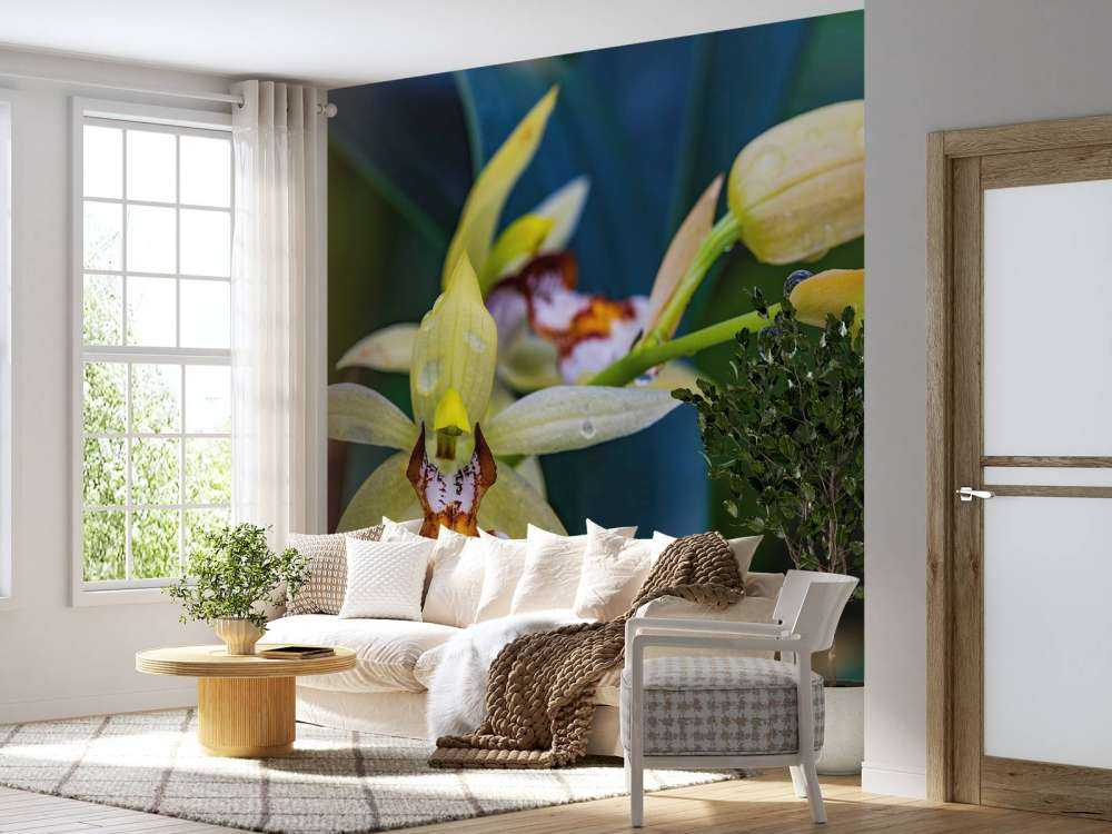 Orchidée jaune sauvage