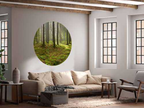Forêt d'épicéas ensoleillée