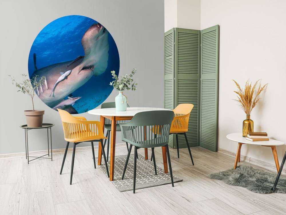 Requin-marteau