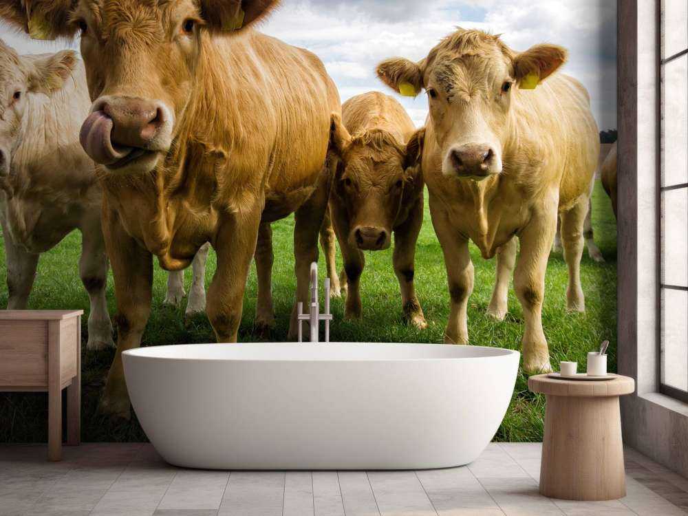 Vaches brunes