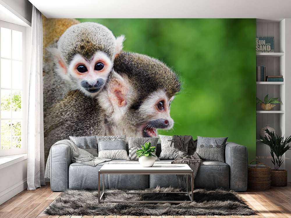Singes écureuils