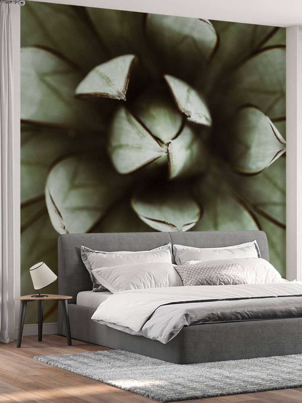 Plante grasse