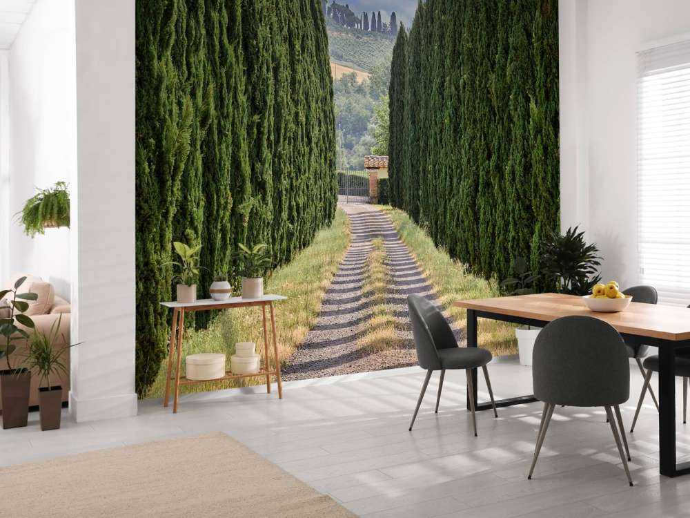 Avenue avec cyprès