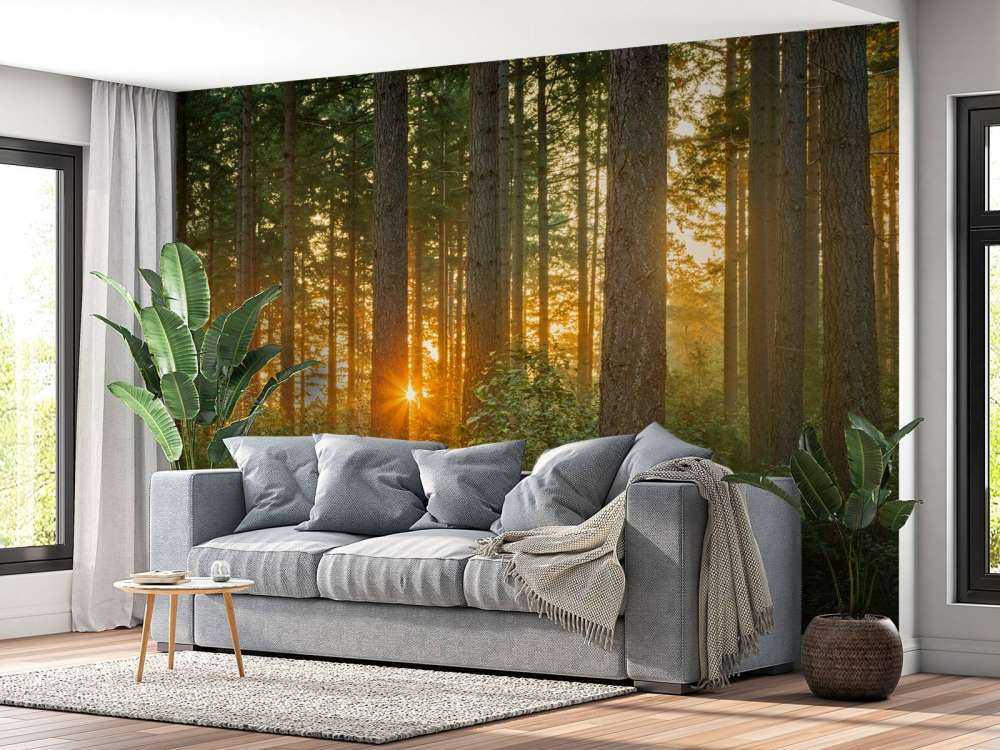Rayons de soleil dans une forêt de conifères
