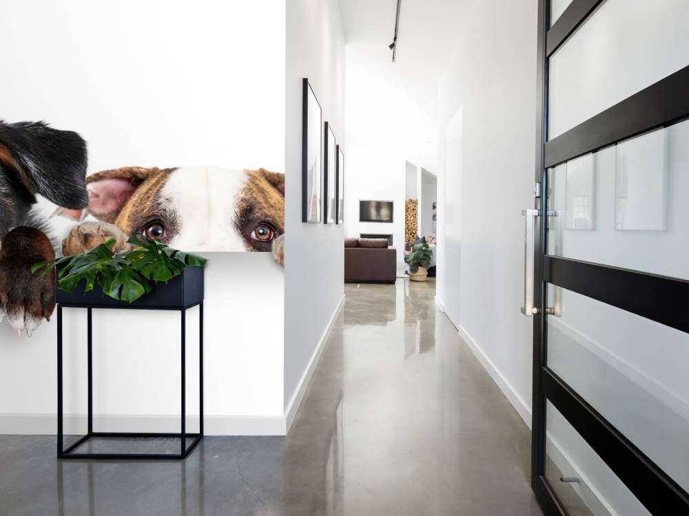 Chiens d'observation