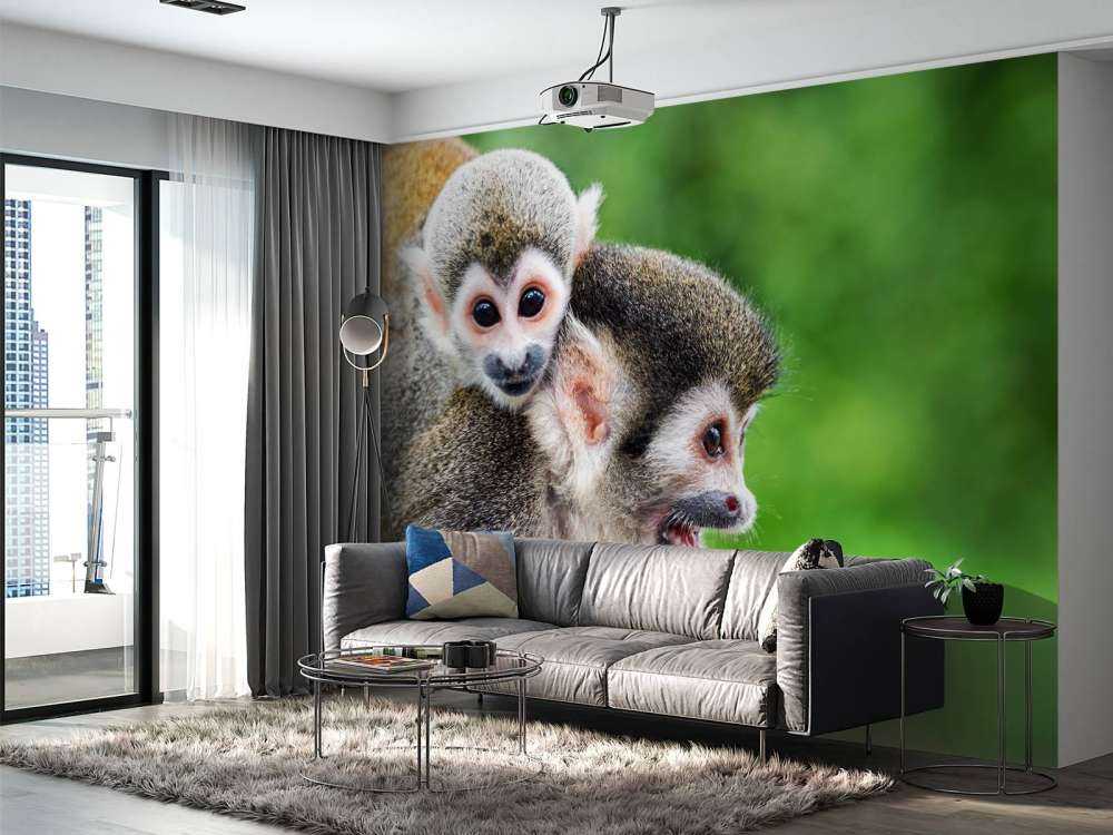 Singes écureuils