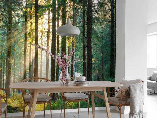 Une forêt tranquille