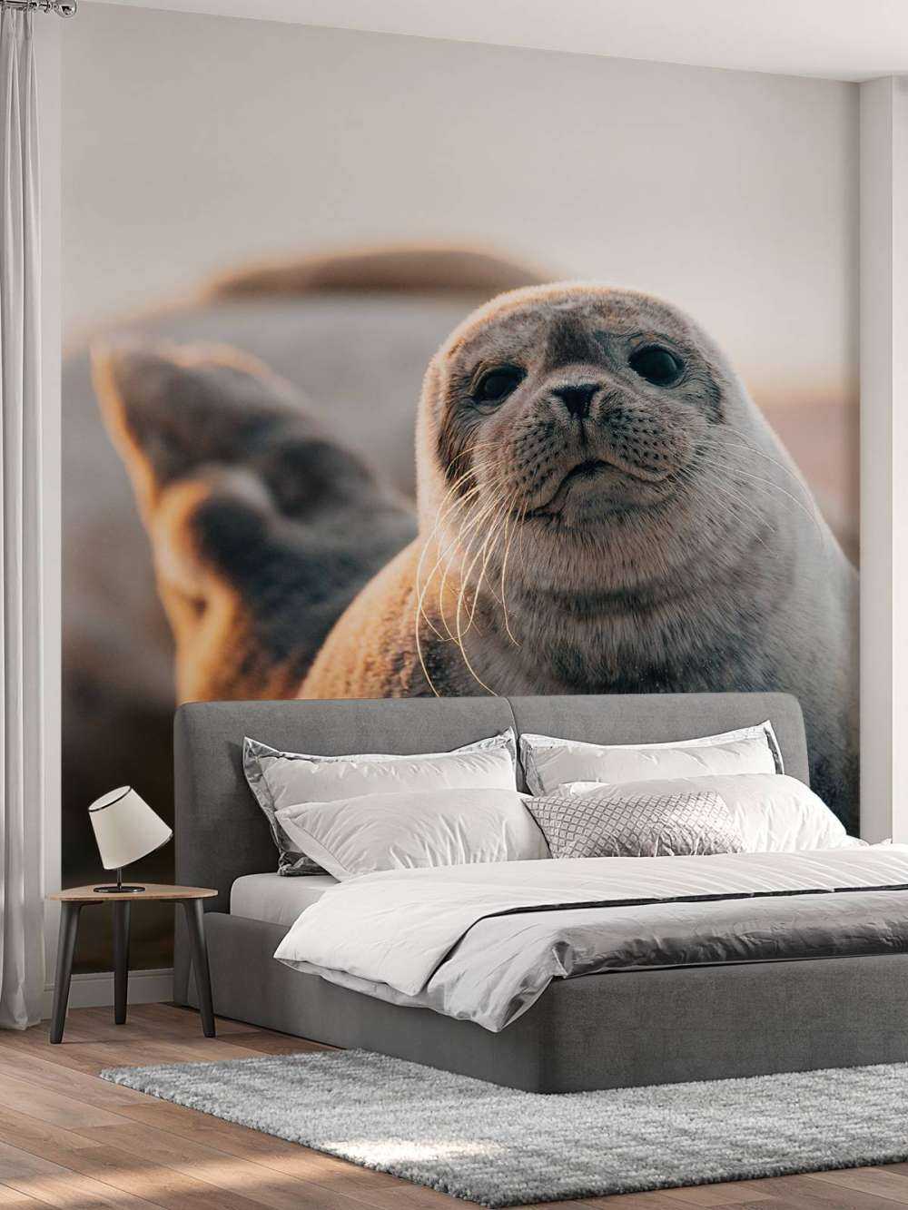 Phoque sur la plage dans la lumière du soir