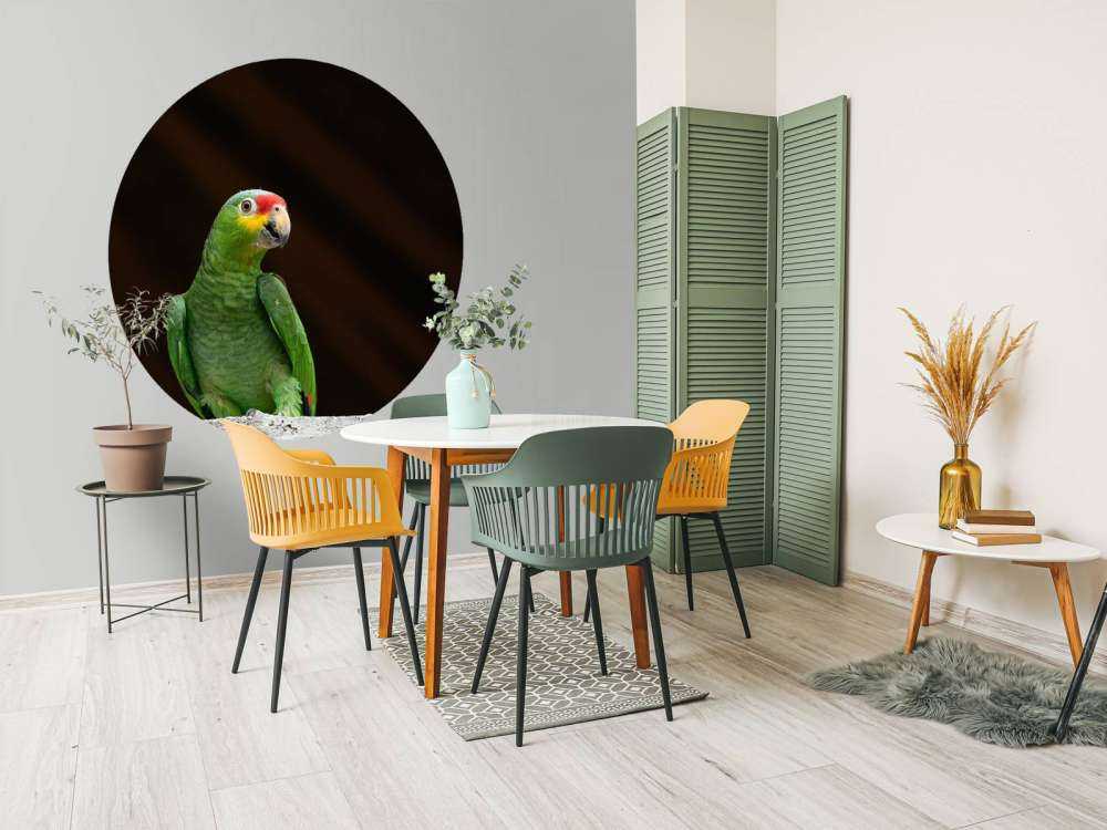 Perroquet amazone