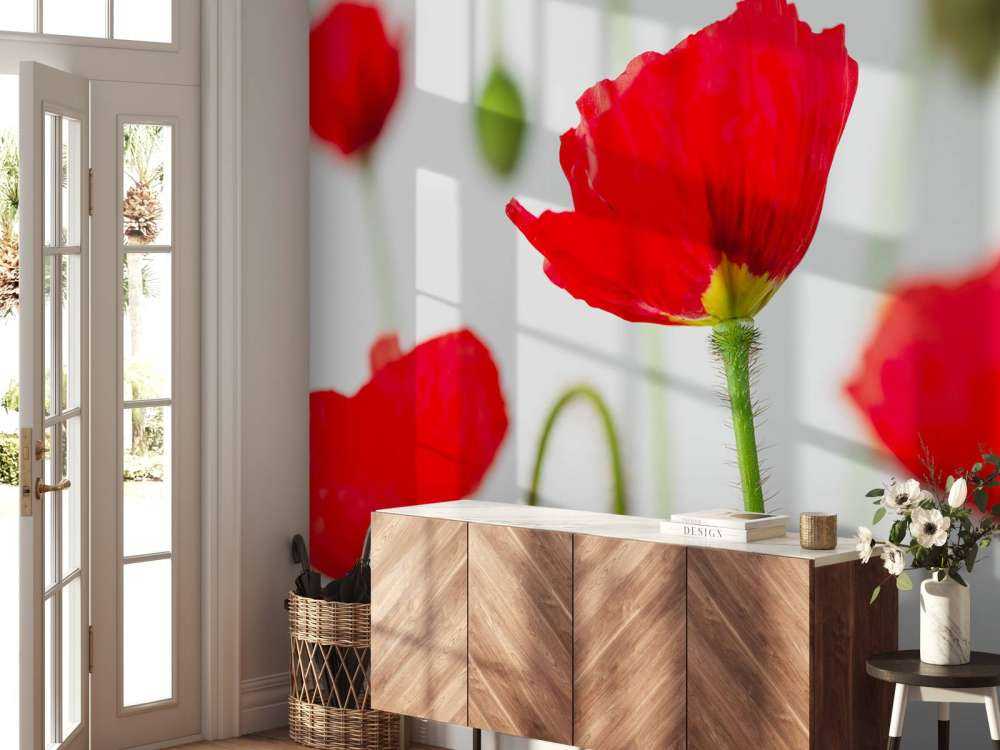 Coquelicots en gros plan