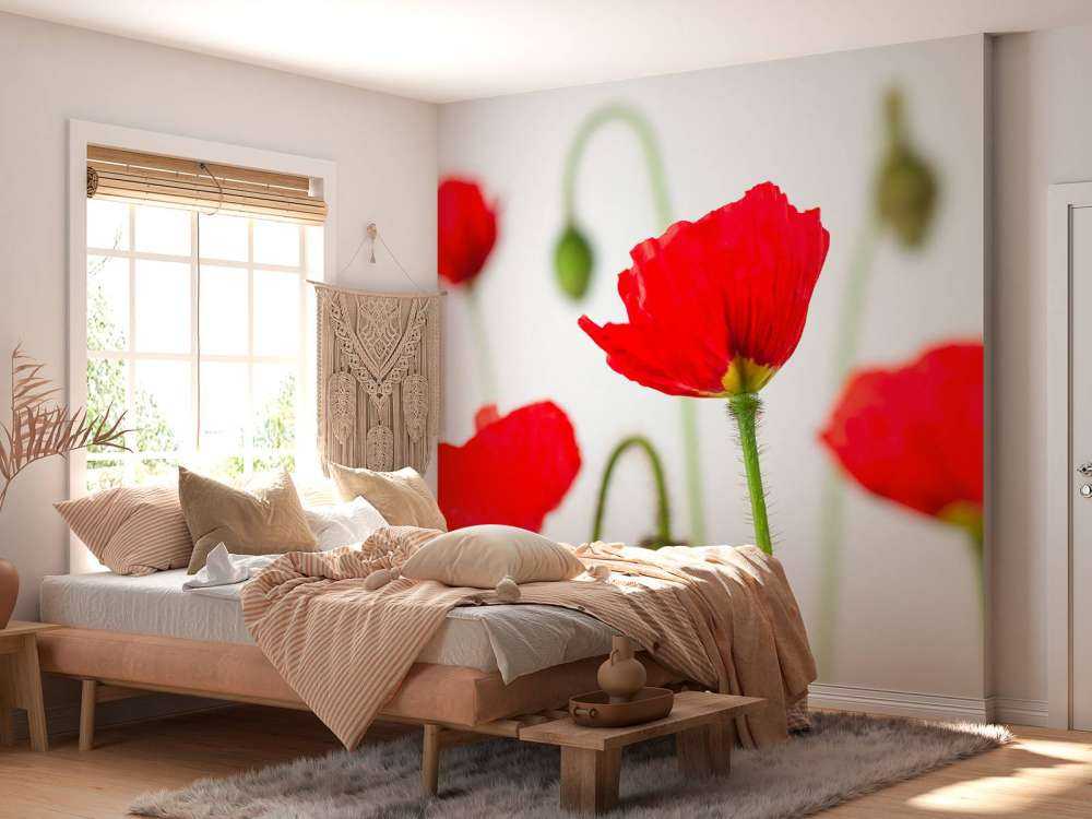Coquelicots en gros plan