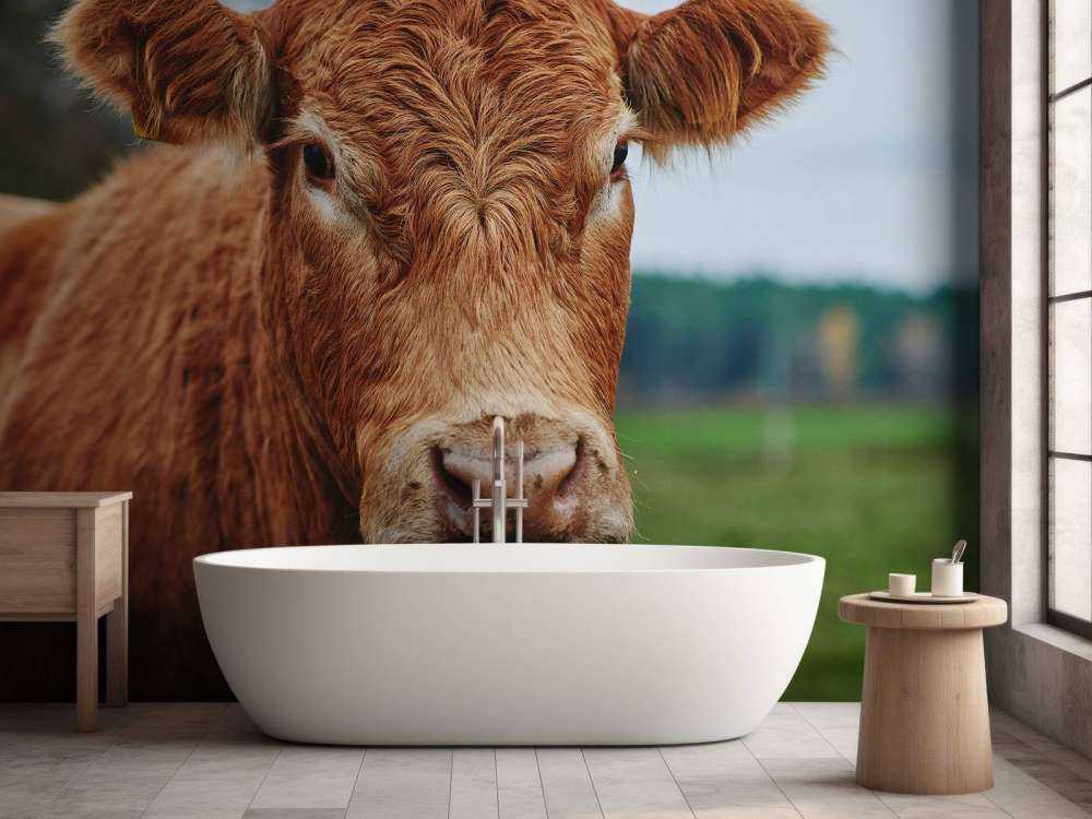 Portrait d'une vache