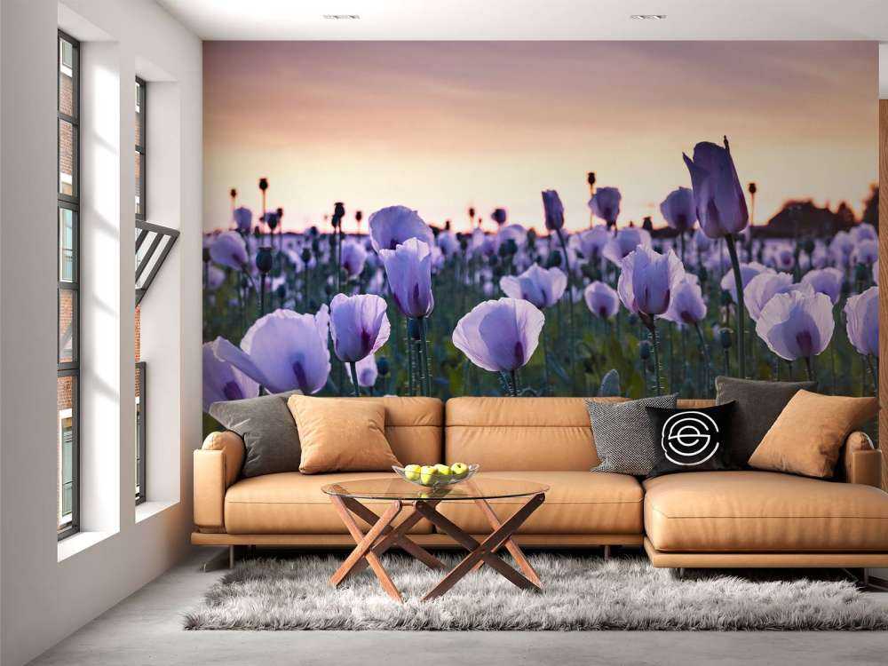 Coquelicots lilas