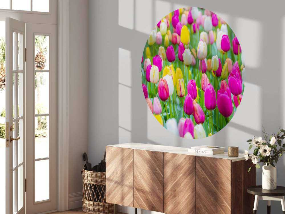 Tulipes multicolores dans un champ