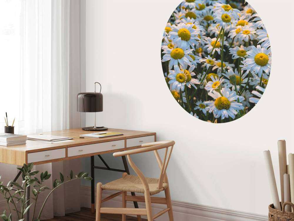 Marguerites vintage