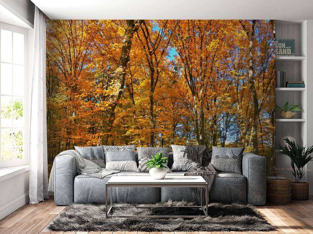 L'automne dans la forêt