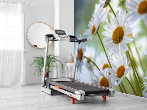 Gros plan sur les marguerites