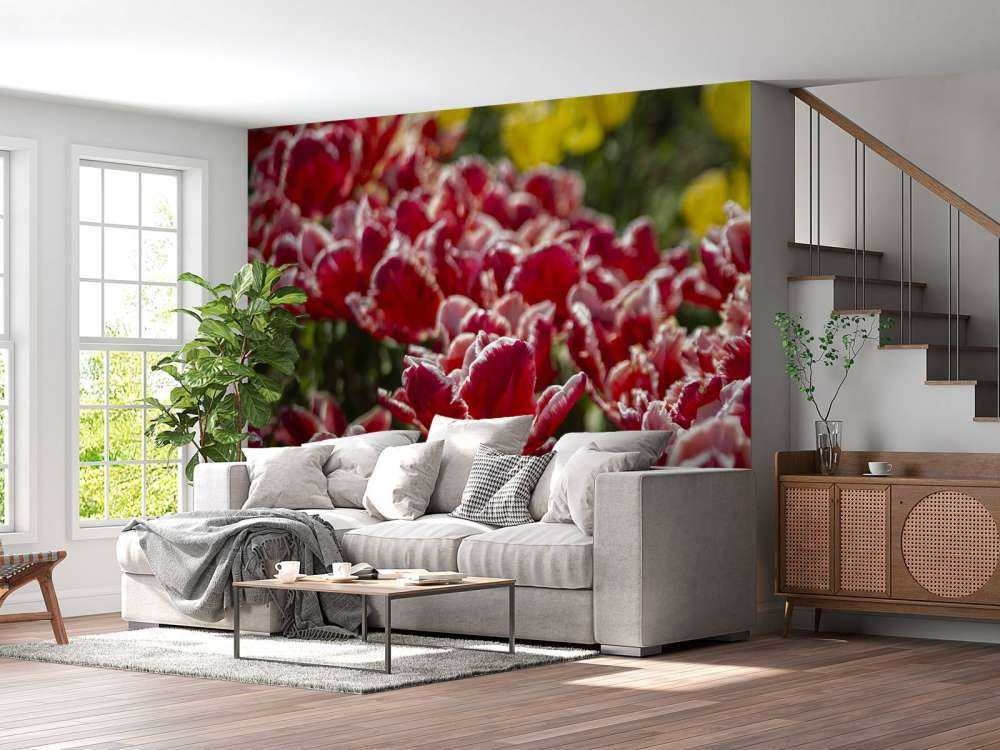 Tulipes rouges