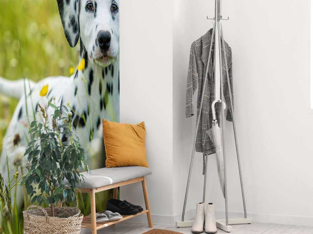 Dalmatien