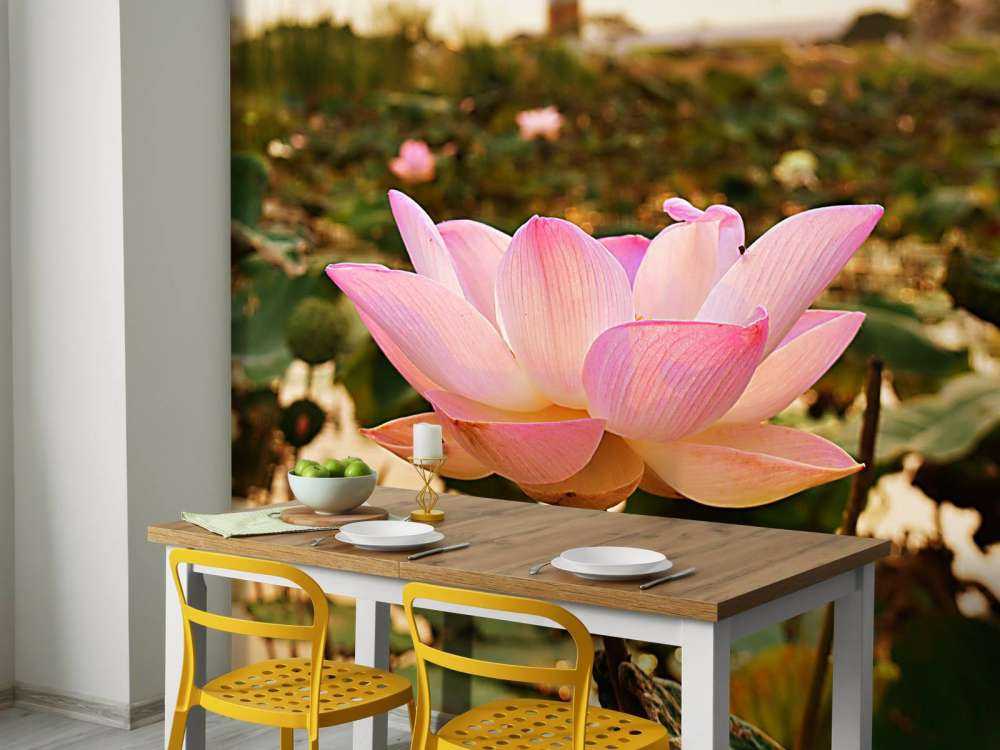 La fleur de lotus rose