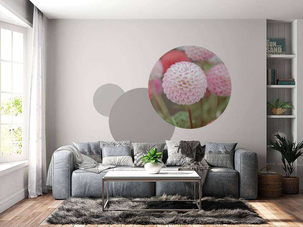 Rose fleurs de dahlia