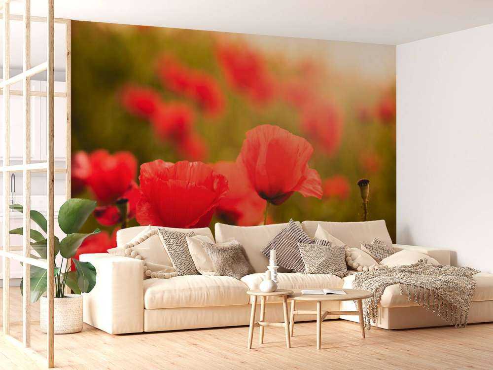 Coquelicots au lever du soleil