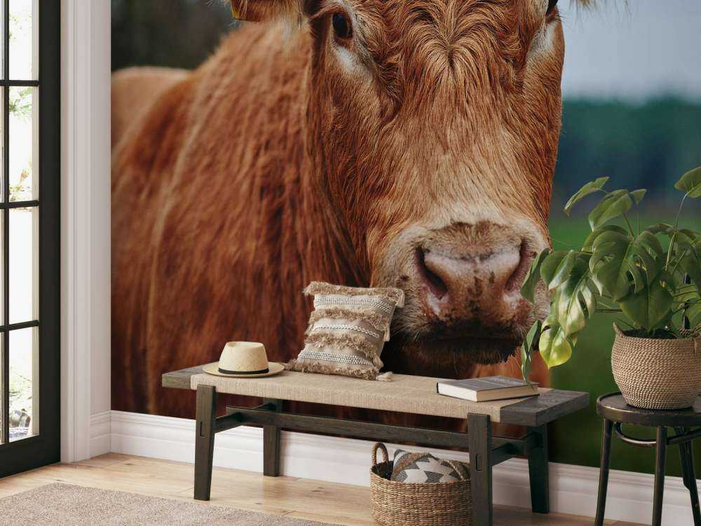 Portrait d'une vache