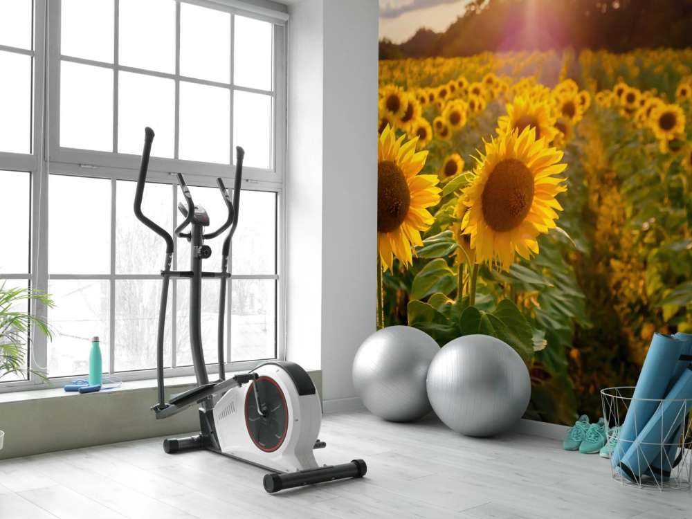 Ferme de tournesols