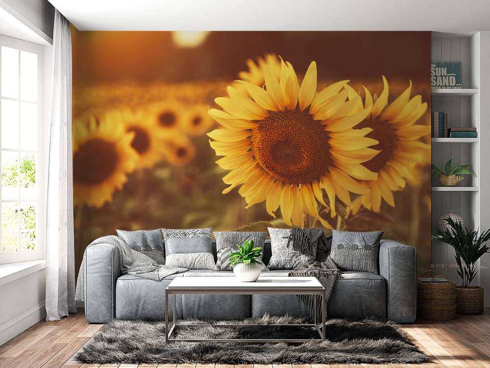 Les tournesols en plein soleil