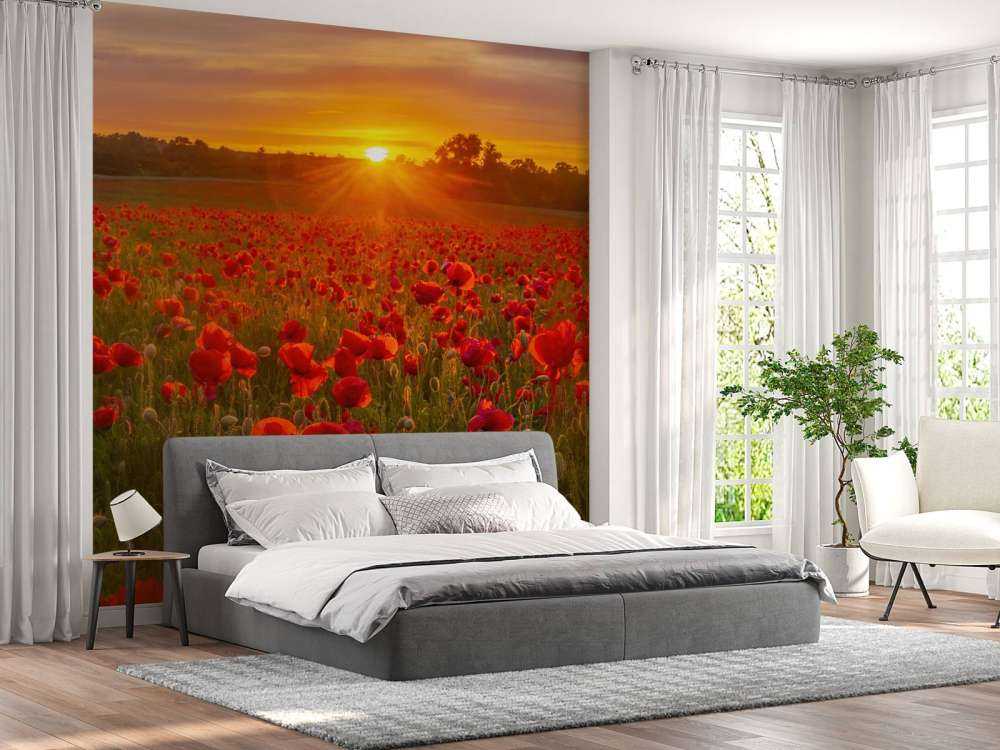 Champ de coquelicots en fleurs