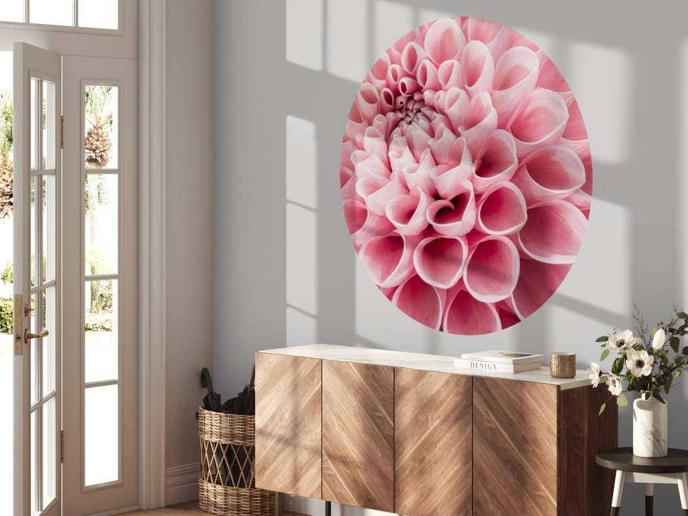 Dahlia rose