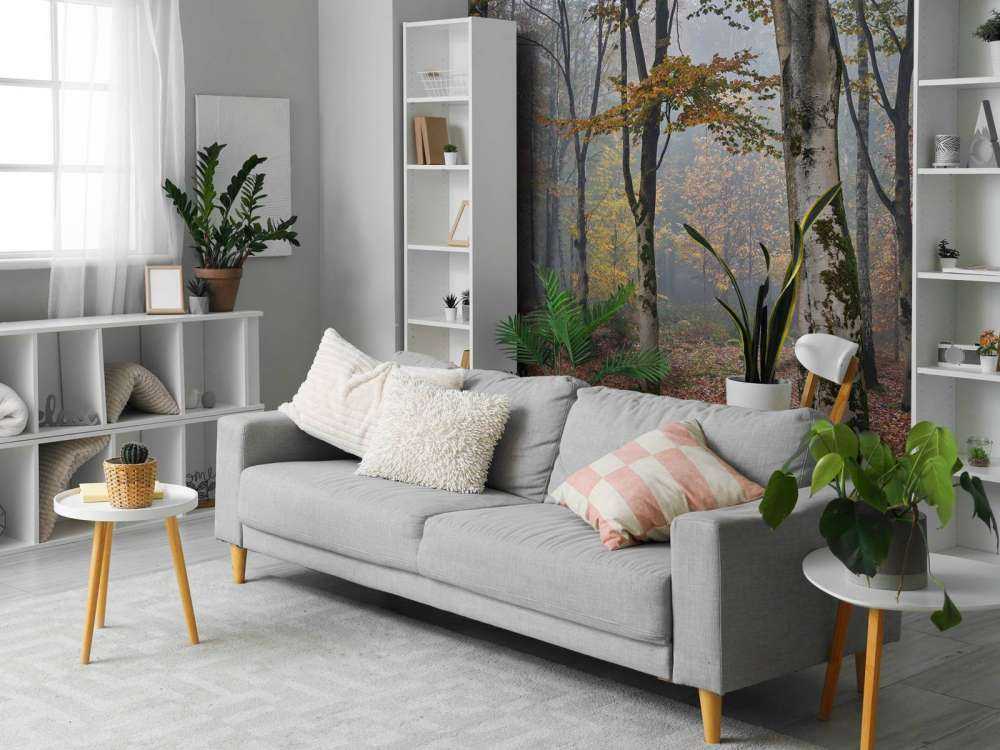 Forêt de bouleaux en automne