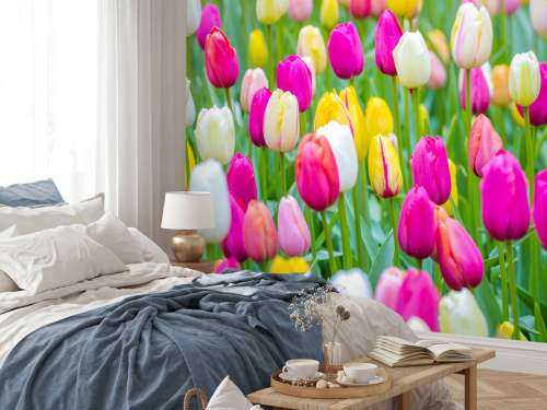 Tulipes multicolores dans un champ